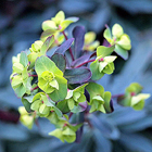 euphorbia