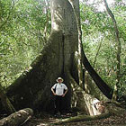 yaxche, the maya tree of life