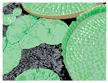lily pads